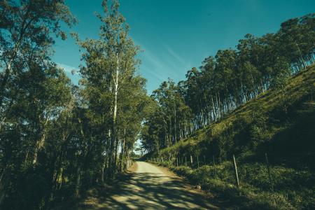 Grey Pathway in Middle on Green Trees and Grass Fields during Daytime