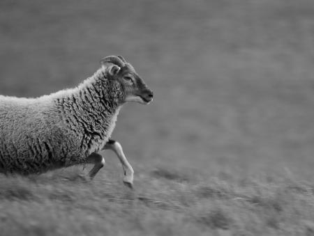 Grey Scale Photo of a Sheep Running in the Field during Daytime