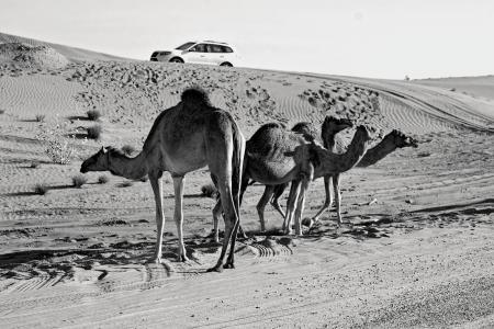Grey Scale Photography of Three Camels on Desert