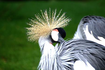 Grey White and Black Bird