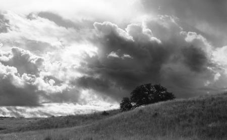 Greyscale Photo of a Tree Under Cloudy Sky at Daytime