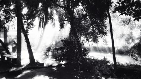 Greyscale Photo Of Trees