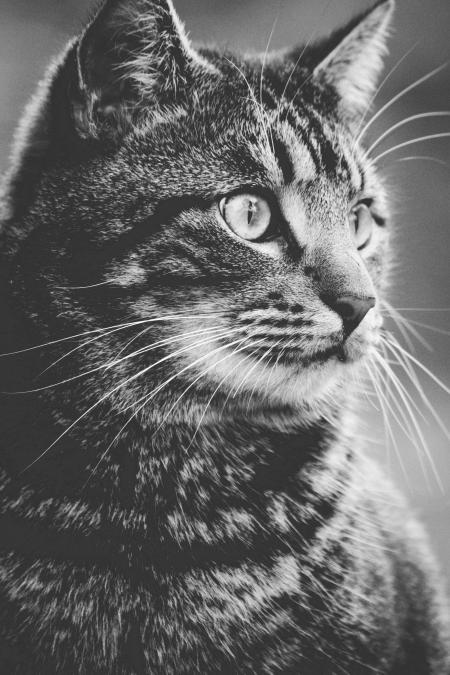 Greyscale Photography of Tabby Cat