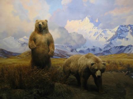 Grizzly bear mountain scene