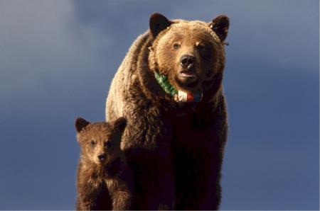 Grizzly Bear with Cub