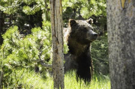 Grizzly in the Jungle