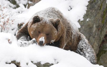 Grizzly in Winter