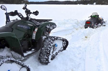 Grizzly Tracks