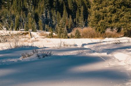 Ground Cover With Snow Near Trees at Daytime