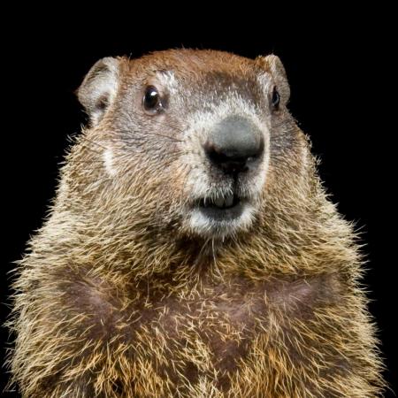 Wild Groundhog