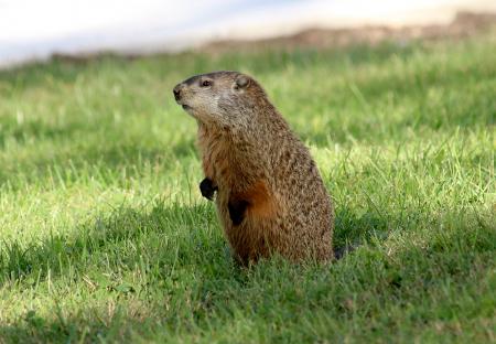 Ground Hog Standing Up