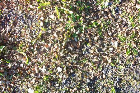 Ground Texture