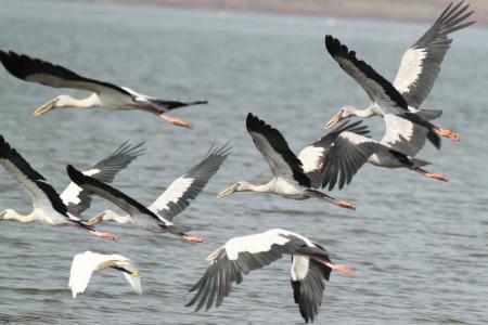 Group of Birds