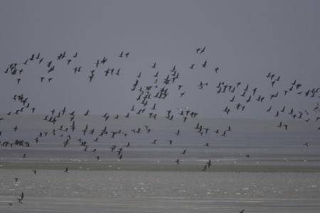 Group of Birds Flying