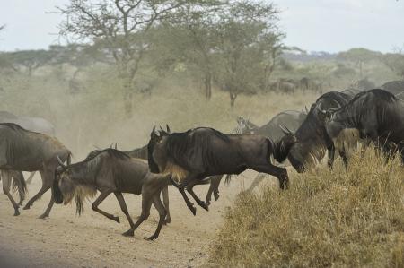 Group of Blue Bulls