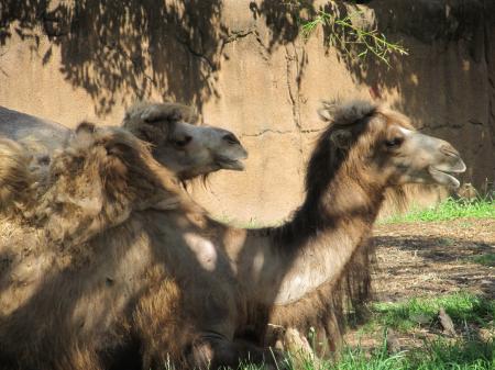 Group of Camels