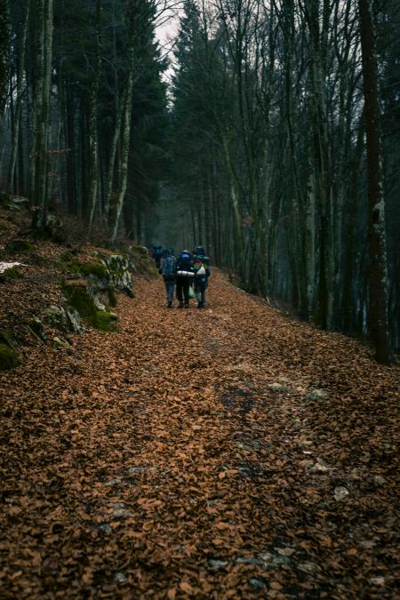 Group of Campers Walking in Middle of Forest during Sunset