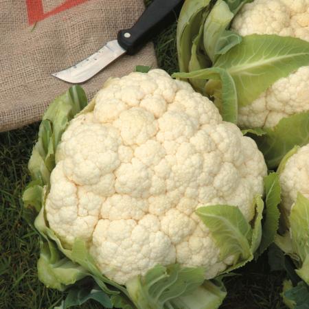 Group of cauliflowers