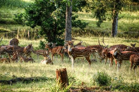 Group of Deer on Green Field at Daytime