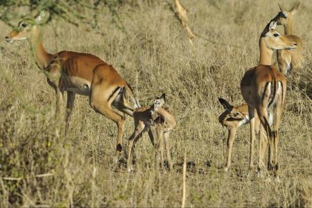 Group of Deers