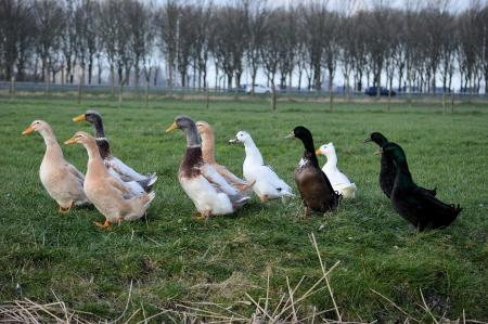 Group of Ducks