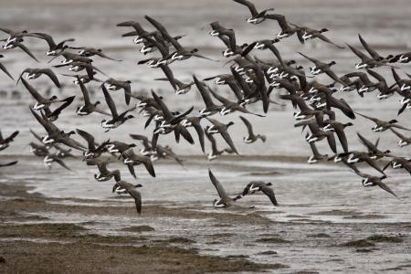 Group of Ducks