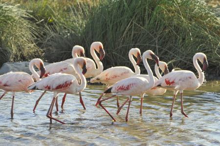 Group of Flamingos