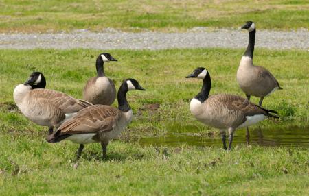 Group of Geese