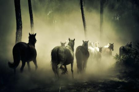 Group of Horse Running