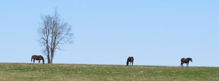 Group of Horses