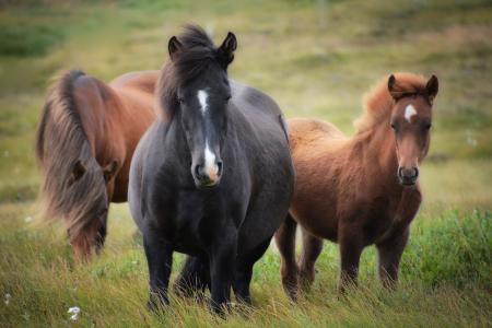 Group of Horses