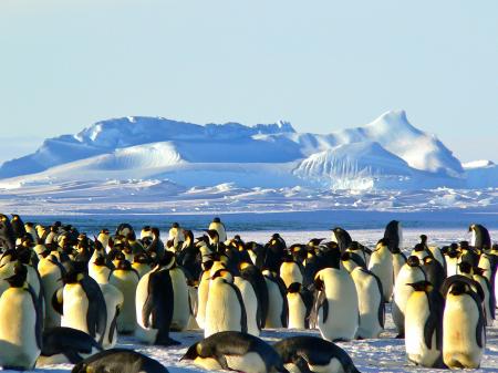 Group of Penguins on Ice