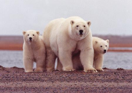 Group of Polar Bears