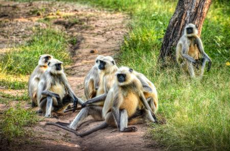 Group of Primates on Ground