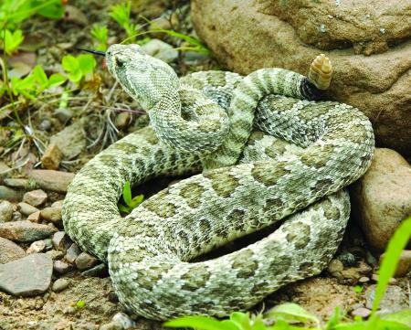 Group of Rattlesnakes