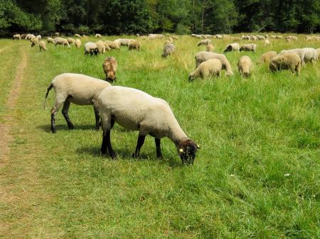 Group of Sheep