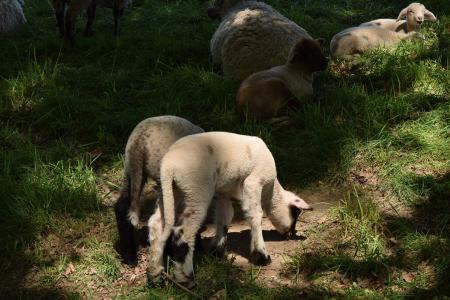 Group of Sheep