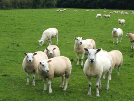 Group Of Sheeps