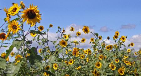 Group of Sunflowers