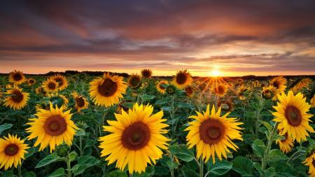 Group of Sunflowers