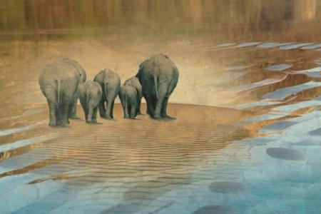 Group of Wild Elephants