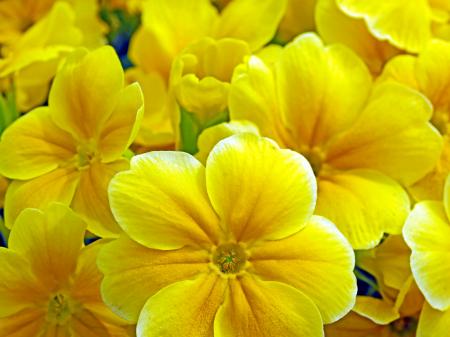 Group of Yellow Flowers