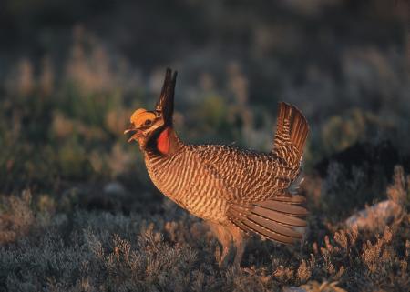 Grouse in the Jungle