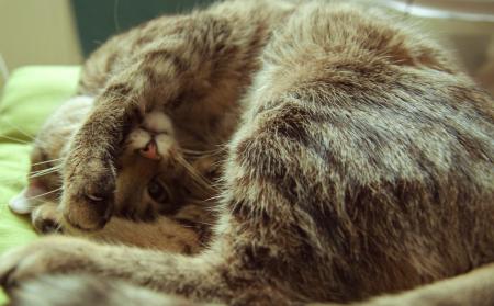 Grumpy cat with paw on head