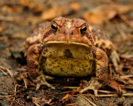 Grumpy toad