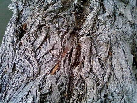 Tree Closeup