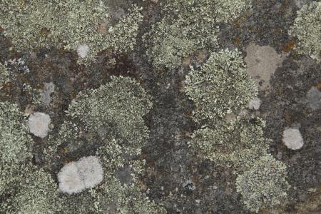 Lichens texture