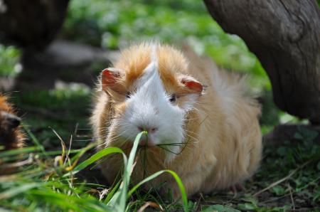 Guinea