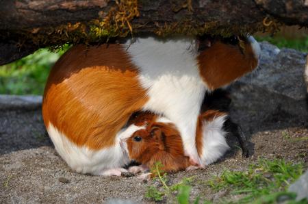 Guinea