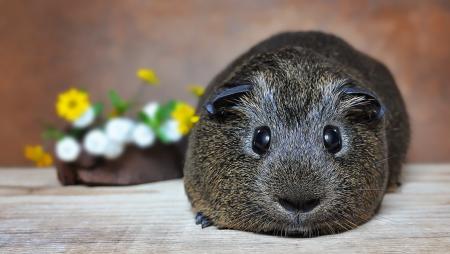 Guinea